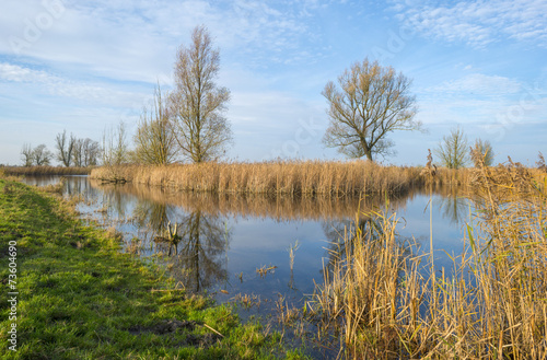 The shore of a lake with reed in autumn