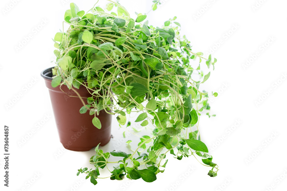 Fototapeta premium Oregano plant
