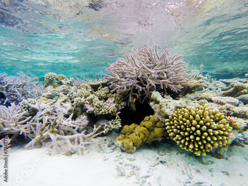 rafa-koralowa