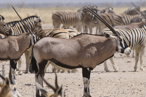 Oryxantilope am Sonderkop-Wasserloch  Etoscha  Namibia  Afrika