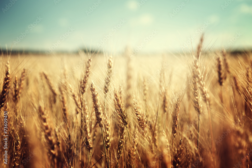 Obraz premium golden wheat field and sunny day