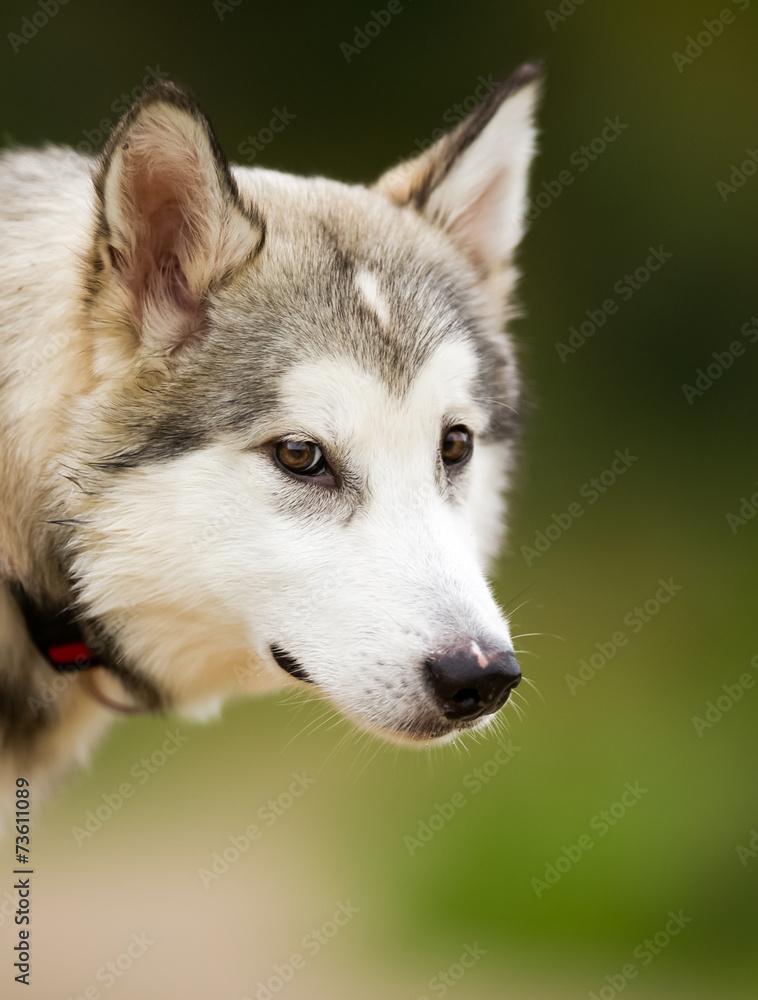 Face of Alaskan Malamute Dog