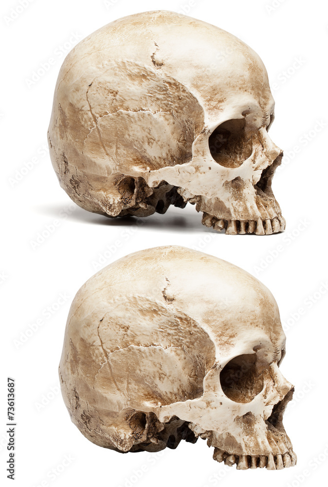skull without jaw skull without jaw