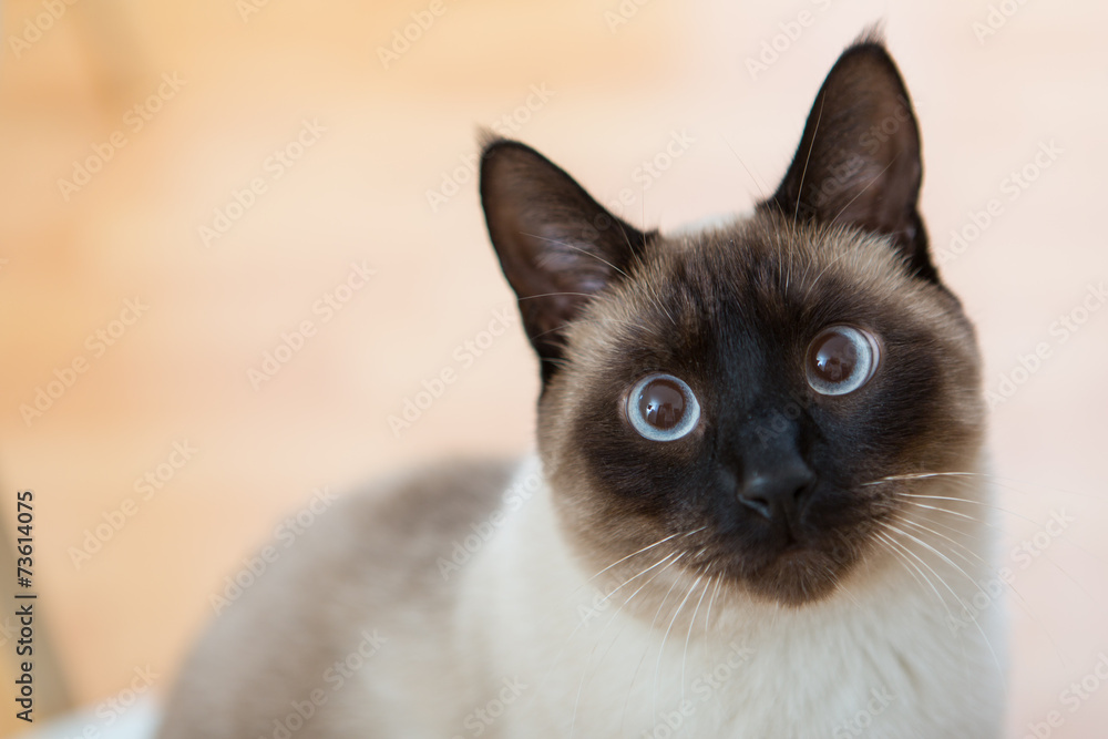 Beautiful Siamese adult cat 