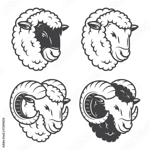 Vector illustration of 4 sheeps and rams heads.