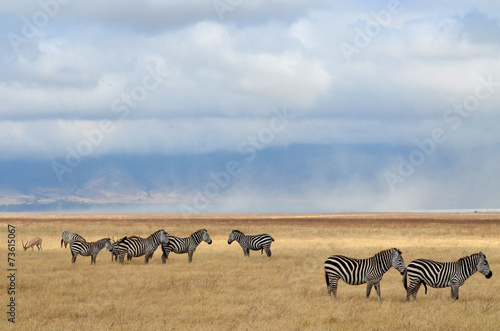 Zebras and antelope