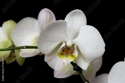 white orchid flower on black background