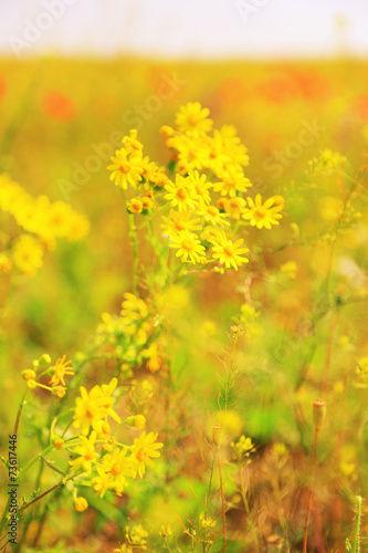 Beautiful daisy flowers in the field © Africa Studio
