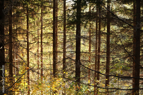 Fotografie Trees in forest