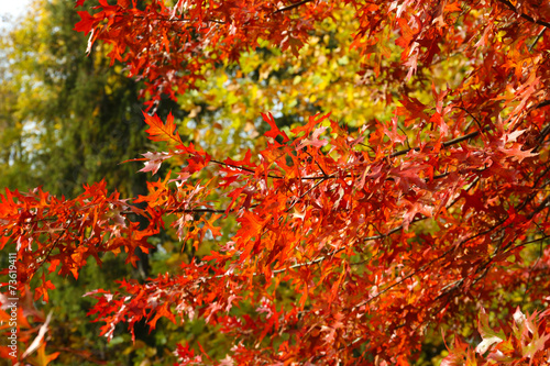 Beautiful autumn leaves, close-up