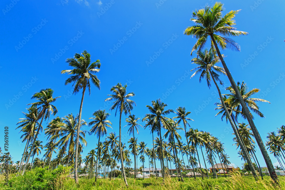 Coconut tree Coconut tree