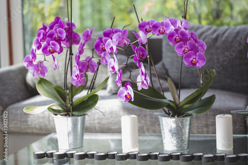 Fototapeta Naklejka Na Ścianę i Meble -  orchid in a pot on the table