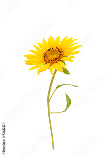 Fototapeta Naklejka Na Ścianę i Meble -  Sunflower flower