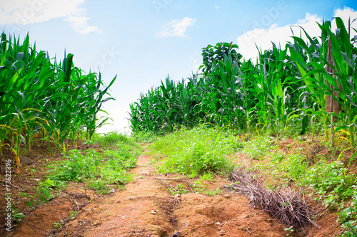 Natural landscape of corn field mountain at Chiangmai, Thailand