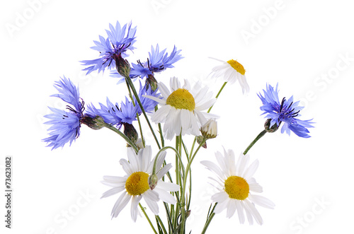 Fototapeta Naklejka Na Ścianę i Meble -  The beautiful cornflower and daisy isolated