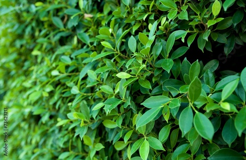 green leaves wall