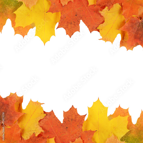 Autumn maple leaves isolated on white