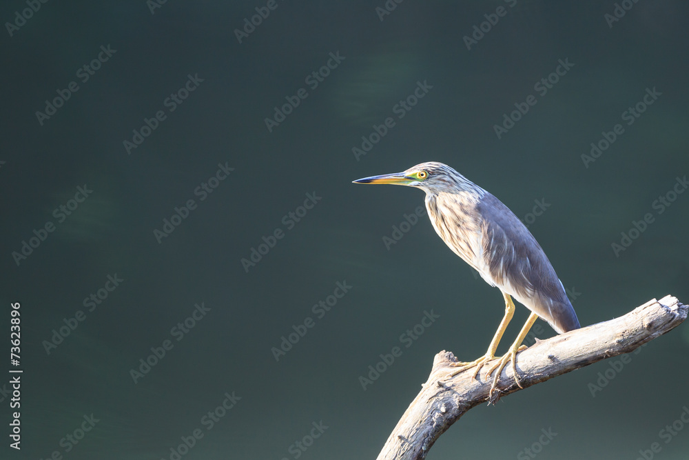 Fototapeta premium Chinese Pond-Heron perched on a branch
