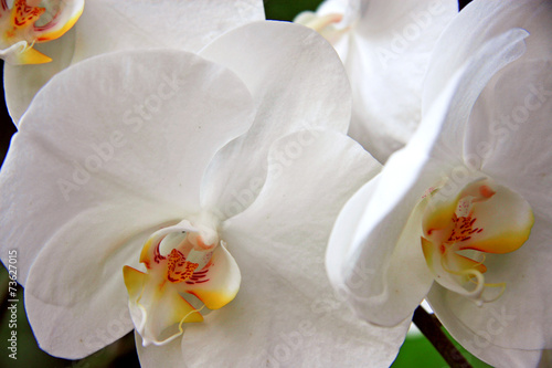 Fototapeta Naklejka Na Ścianę i Meble -  White orchids