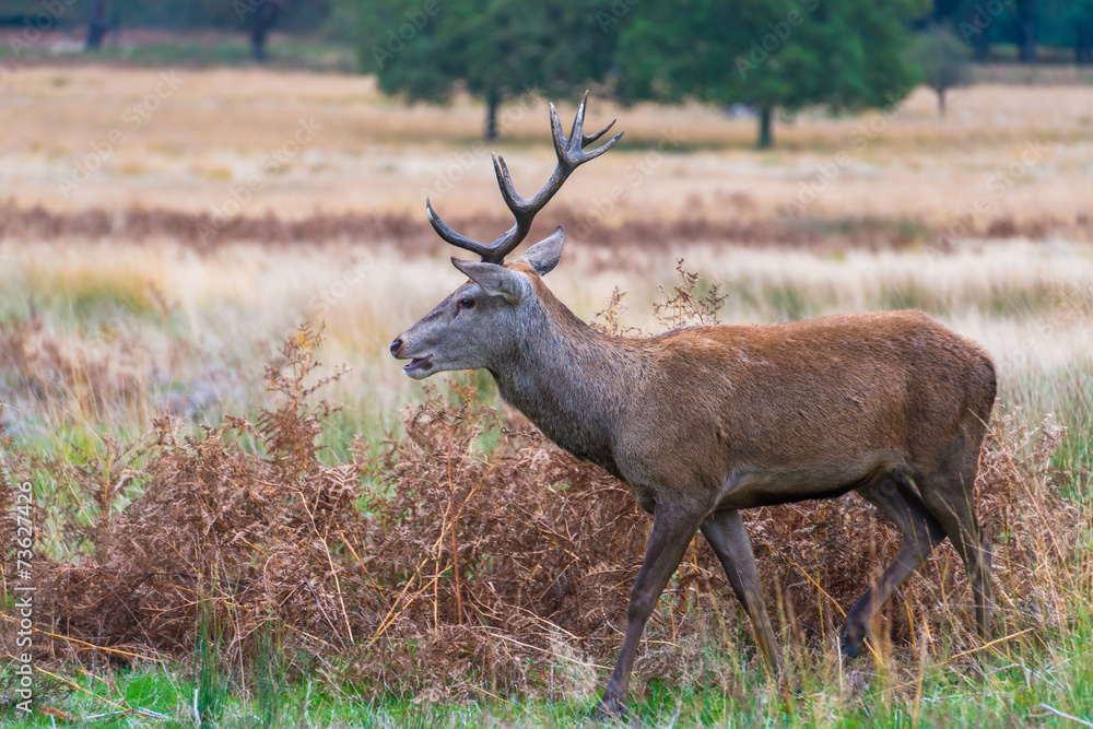 Red deer Red deer