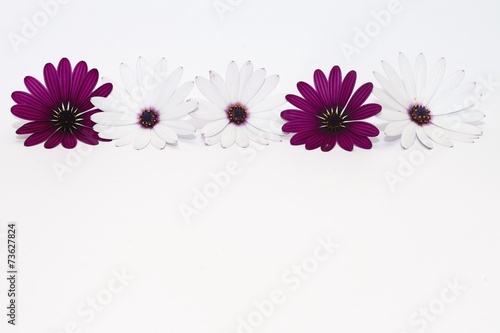 Fototapeta Naklejka Na Ścianę i Meble -  white and purple daisies panorama