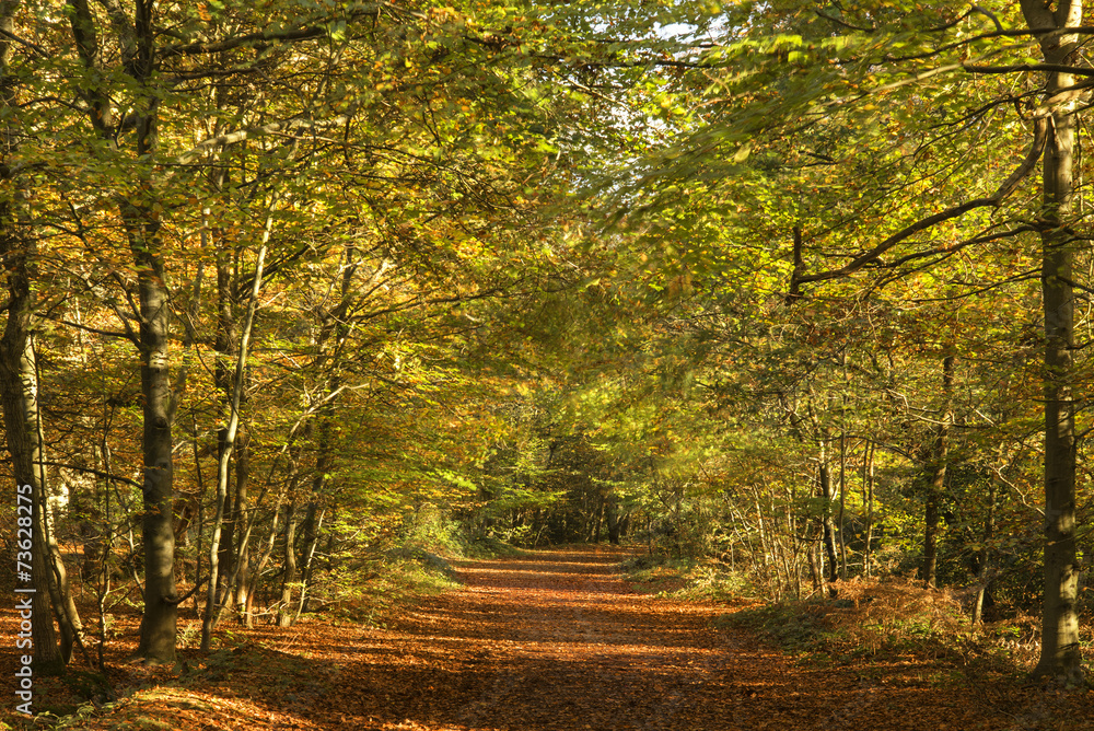 Fototapeta premium Beautiful vivid golden Autumn Fall forest landscape