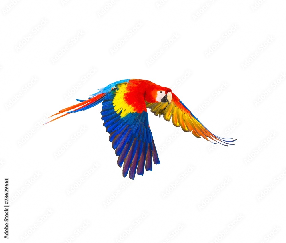 Fototapeta premium Colourful flying parrot isolated on white