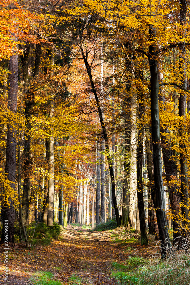 Obraz premium footpath