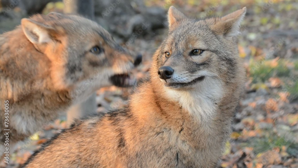 Golden jackal (Canis aureus) in a forests Golden jackal (Canis aureus) in a forests