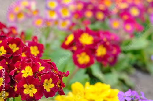 Assorted blooming spring primulas in colorful flower bed