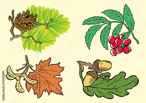 leaves