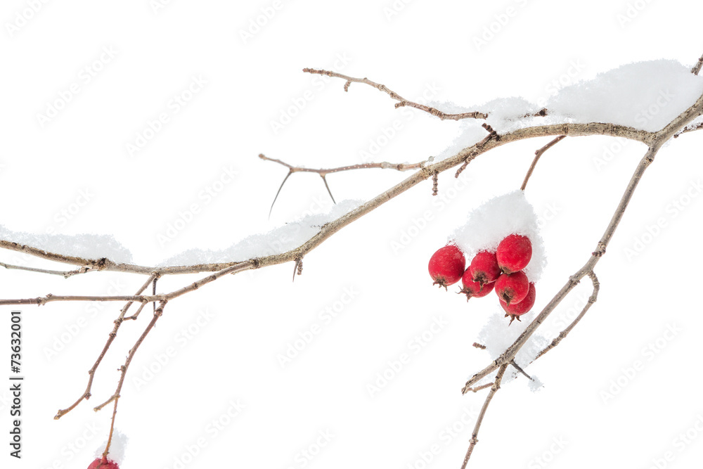 Fototapeta premium Twig with red berries in winter