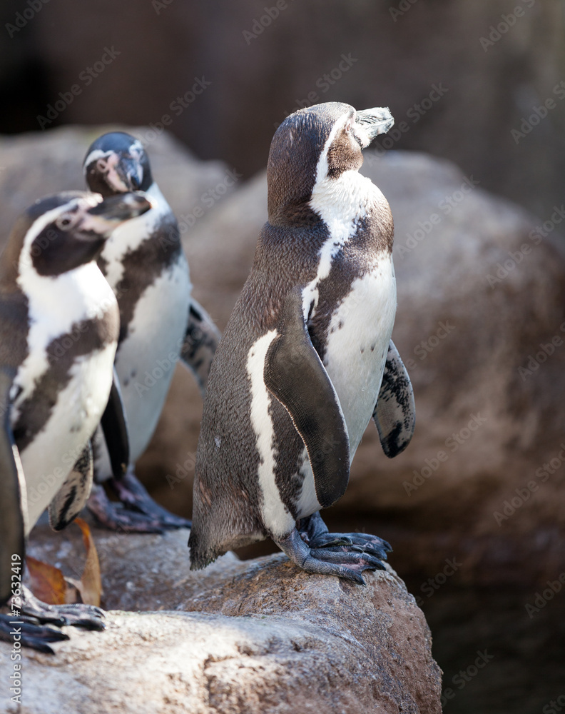 Obraz premium Humboldt penguins