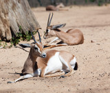  Gazelles on sand