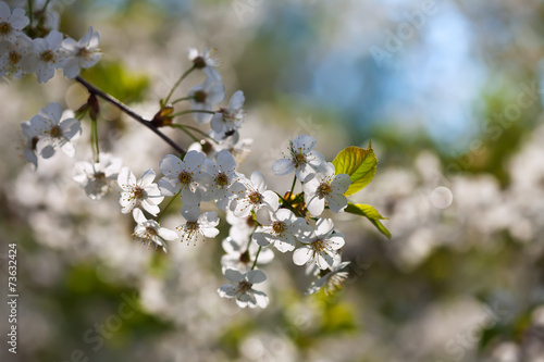 cherry tree branch in spring