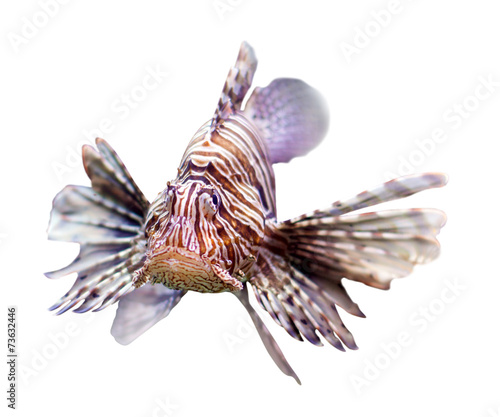  Red lionfish over white