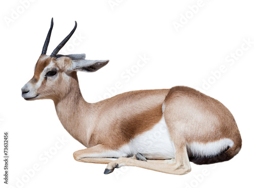 Sitting  dorcas gazelle on white photo