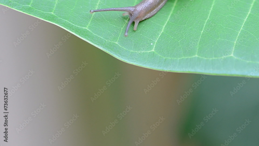 Snail creeps on the green leaf, close-up view. HD Snail creeps on the green leaf, close-up view. HD