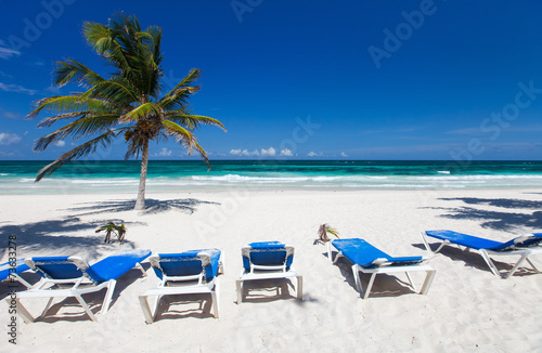 Coconut palm at beach