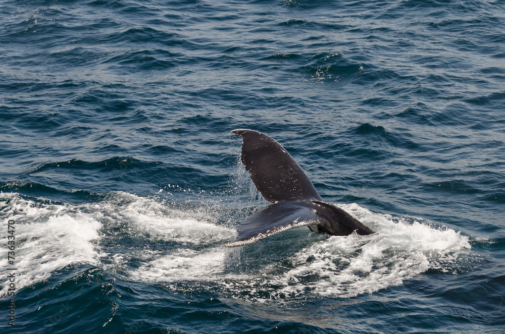 Naklejka premium The diving whale