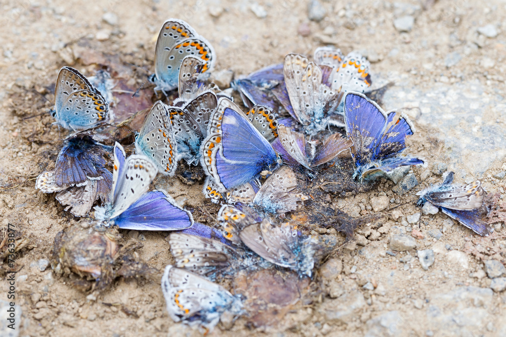Obraz premium Destroyed butterfly family