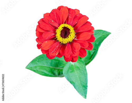 Red Gerbera flower with leaves on white background