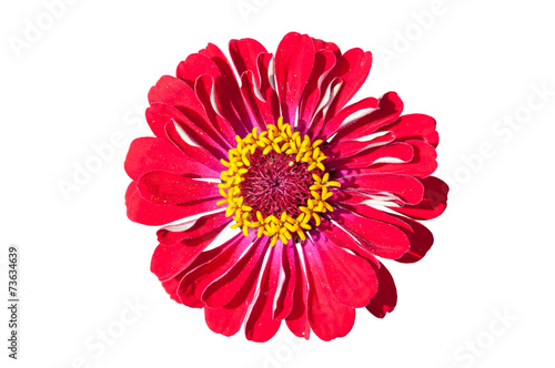 Red Gerbera flower on white background