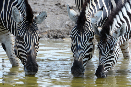 Drei Zebras am Wasserloch