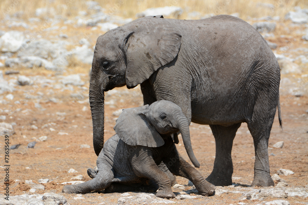 Fototapeta premium Steh auf, Baby!