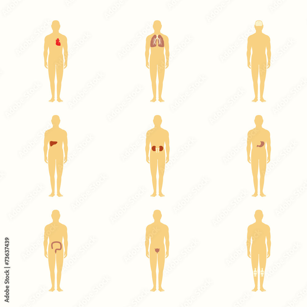 Human figures with internal organs Human figures with internal organs
