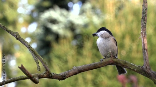 Weidenmeise - Zeitlupe photo