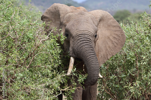 Elefant im Busch