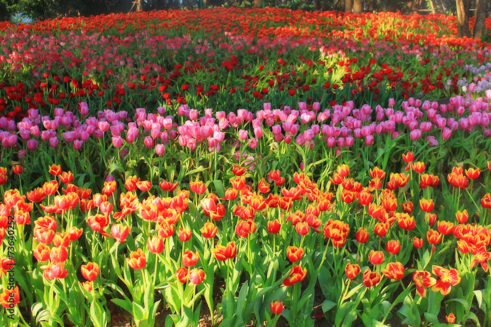 multicolored tulips in the garden, tulip field