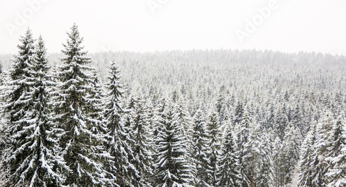 Winter wild forest landscape